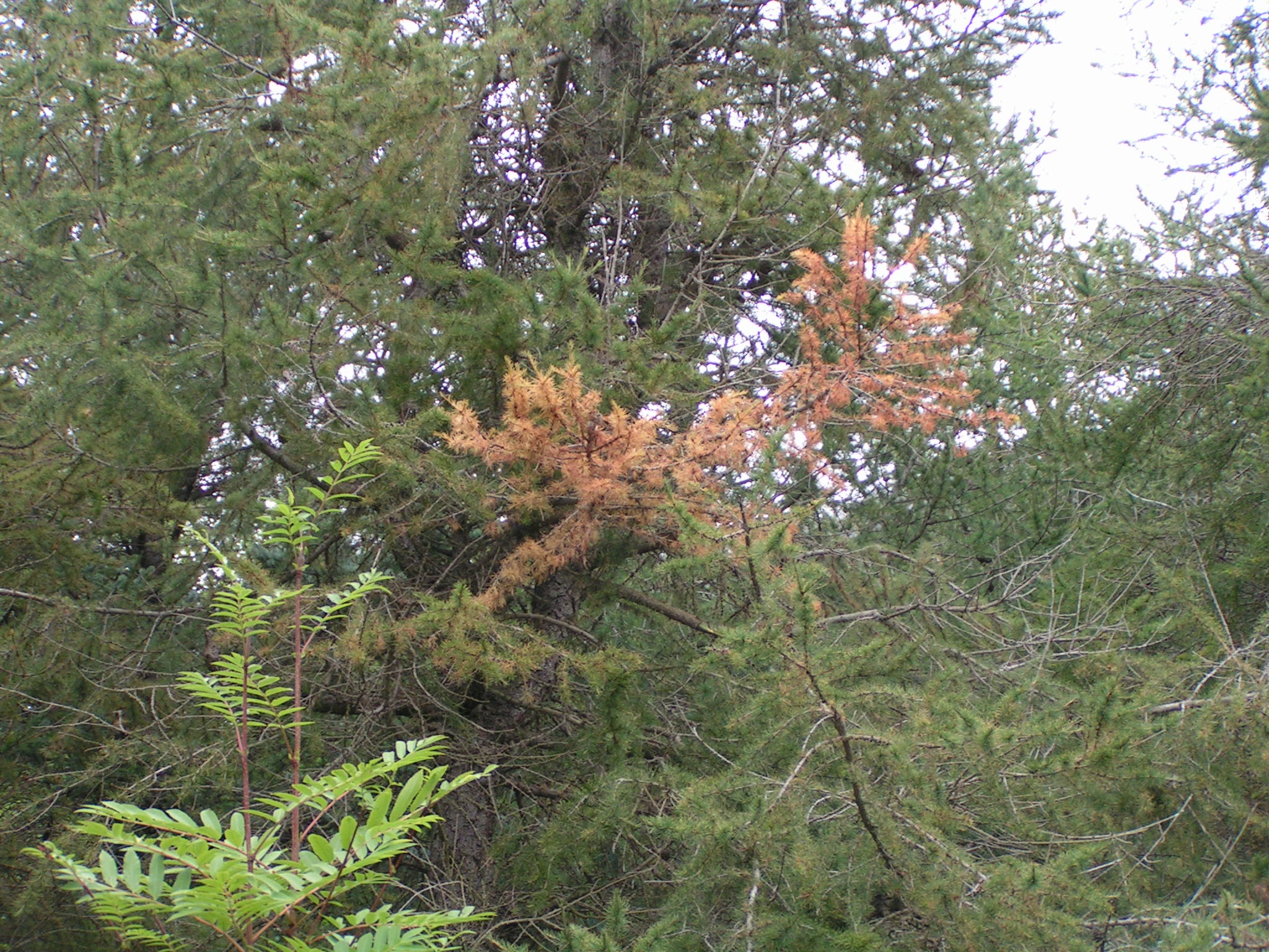 Barrviðaráta á grein.JPG